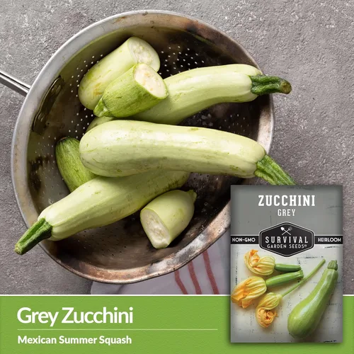Miniatura 3 de Survival Garden Seeds - Semilla de calabacín gris para plantar - 3 paquetes con instrucciones para plantar y cultivar calabaza mexicana de verano