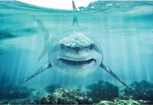 Haoyiyi Fondo de tiburón submarino de 7 x 5 pies, fondo marino profundo bajo el mar, gran tiburón blanco, acuario, fotografía de fondo para bebé