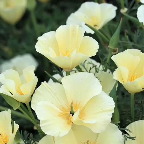 Eden Brothers Semillas de Amapola California - Alba