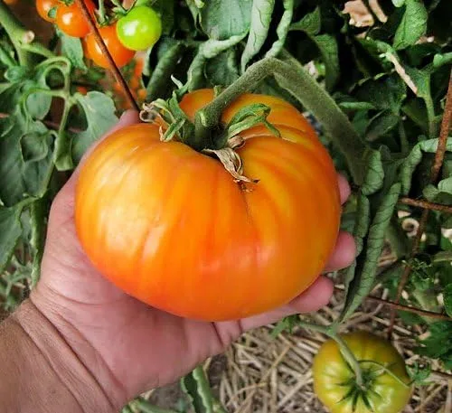 Miniatura 8 de Más de 30 semillas gigantes de tomate Mr. Stripey de 1-2 libras, sin OMG, bajas en ácido, indeterminadas, polinizadas abiertas, sabor rico