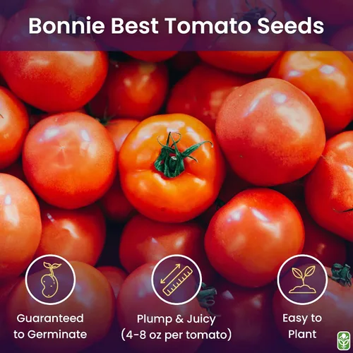 Bonny Best Semillas de tomate para plantar - reliquia, grande y jugosa - Uno de los tomates más deliciosos para el cultivo doméstico - Semillas de