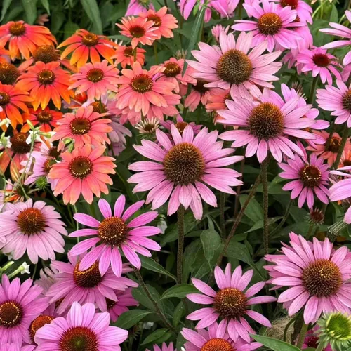 Miniatura 7 de 100 semillas de equinácea morada – Semillas de flores de equinácea rosa para plantar, variedad de reliquia sin OMG para jardines de flores silvestres