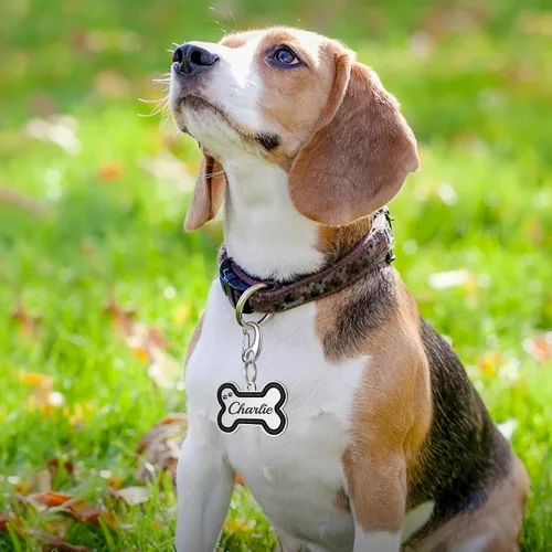 Miniatura 6 de Etiquetas de identificación para mascotas de acero inoxidable con purpurina, etiquetas para perros duraderas grabadas para mascotas, etiquetas