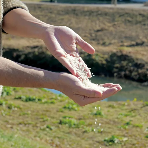 Miniatura 4 de HOKKAIDO YUMEPIRIKA Yumepirika, arroz blanco japonés extra premium, producto de Hokkaido, Japón, arroz pegajoso de grano corto de alta gama, gran