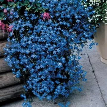 Miniatura 5 de Park Seed Lobelia - Semillas de plantas de flores, fáciles de cultivar, perfectas para jardín de primavera, Crystal Palace, paquete de 20