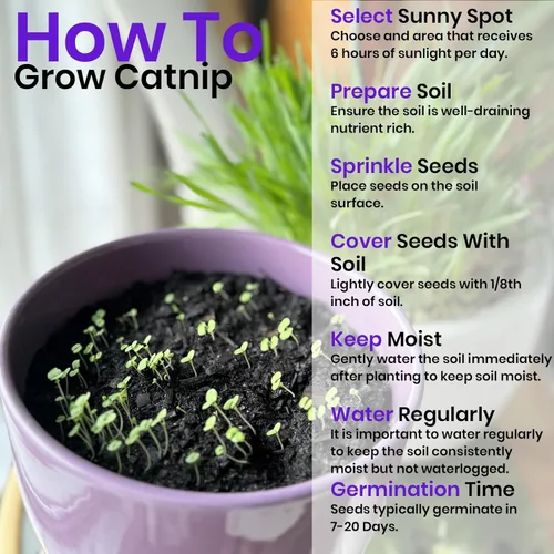 Miniatura 6 de NatureZ Edge Semillas de Catnip para plantar, más de 2200 semillas de hierbas, para cultivar en interior o exterior, semillas de Catnip, a tu gato