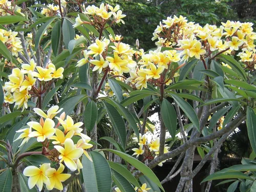 Miniatura 4 de Hawaiian Rare Plumeria Frangipani Planta esquejes rojo, blanco, amarillo, rosa - 10 pulgadas - Descuento Hawaiian Gifts LQ4 (amarillo)