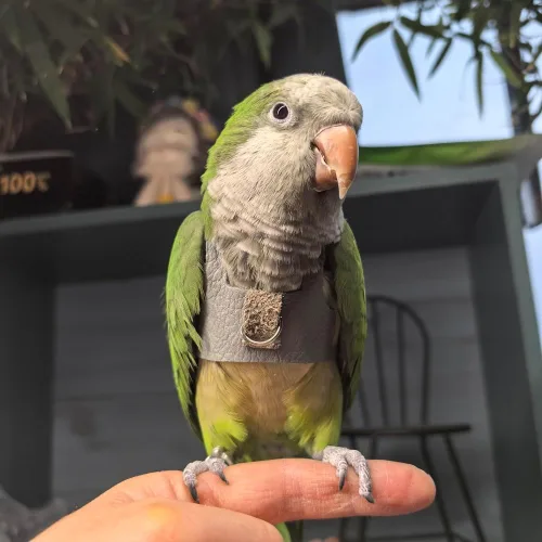 Miniatura 3 de Chaleco de arnés de vuelo de pájaro, traje de vuelo de loro con correa para periquitos, cacatúas, conures budgies, ropa de vuelo de pájaros