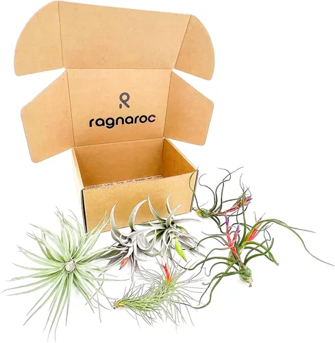 Miniatura 11 de ragnaroc Air Plants - Caja de Regalo Elsker - Grande 4" - 5ct - Llegada Viva Garantizada - Plantas de interior para decoración del hogar y regalo