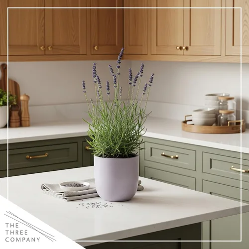Miniatura 8 de Hierba aromática y comestible viva, lavanda (4 por paquete), potenciador natural del sueño, 6 pulgadas de alto por 4 pulgadas de ancho en 1 pinta