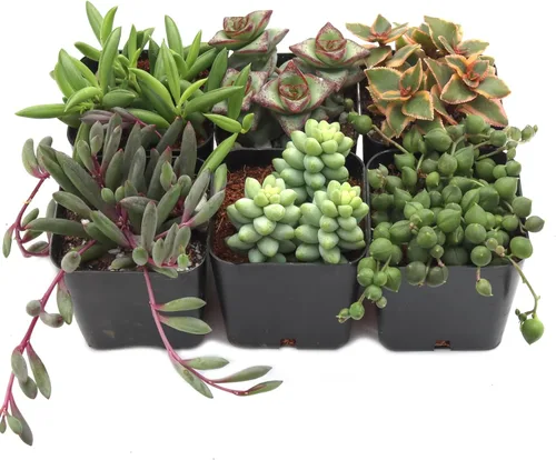 Mountain Crest Gardens Paquete de Suculentas Colgantes y de Hilo - 6 Plantas Vivas en Macetas de 2 Pulgadas - Suculentas Reales para Macetas
