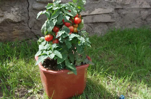 Miniatura 3 de Semillas de tomate enano rojo de interior determinan vegetales no transgénicos para plantar