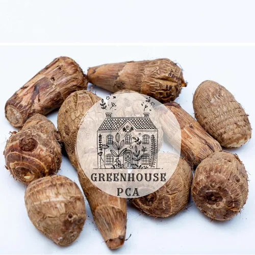 Ready 2 Grow 15 Bombillas Vivas Colocasia Esculenta Elefante Oreja Taro Gabi Kalo Eddo por Greenhouse PCA