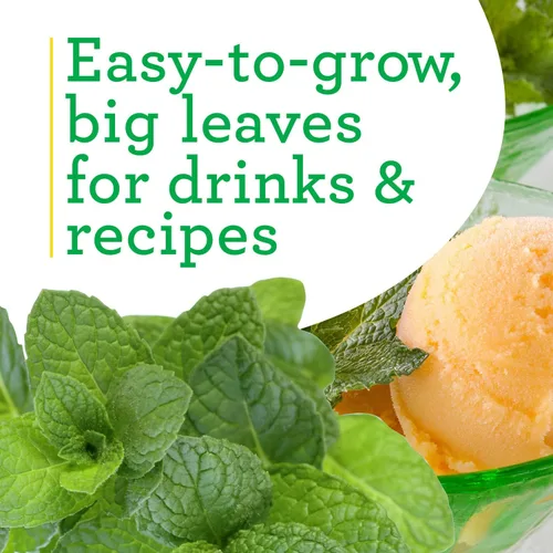 Miniatura 4 de Bonnie Plants Sweet Mint Live - Planta aromática comestible de hierba, paquete de 4, fácil de cultivar, sin OMG, perenne en las zonas 5 a 11