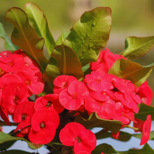 Miniatura 4 de Planta viva de corona roja de espinas, planta viva de corona de espinas, 4 unidades en maceta, planta suculenta perenne viva