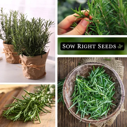 Miniatura 4 de Sow Right Seeds - Semilla de romero para plantar - Paquete de reliquia sin OMG con instrucciones para plantar y cultivar un jardín de hierbas