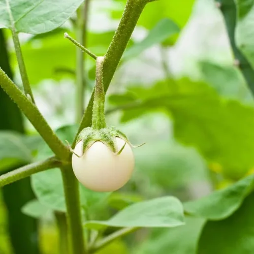 30 semillas de berenjena africana redonda blanca, Ca Phao Trang, semillas de berenjena blanca, adornos de plantación de jardín perenne, regalos de