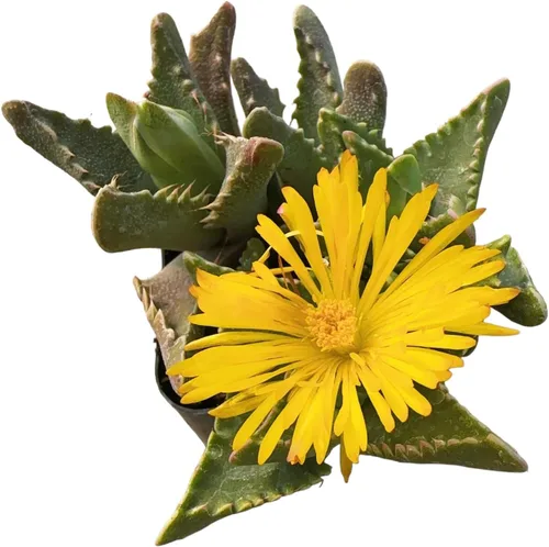 Miniatura 23 de Plantas de Cactus Suculentas Vivas (Maceta de 5 cm Echeveria Minima)