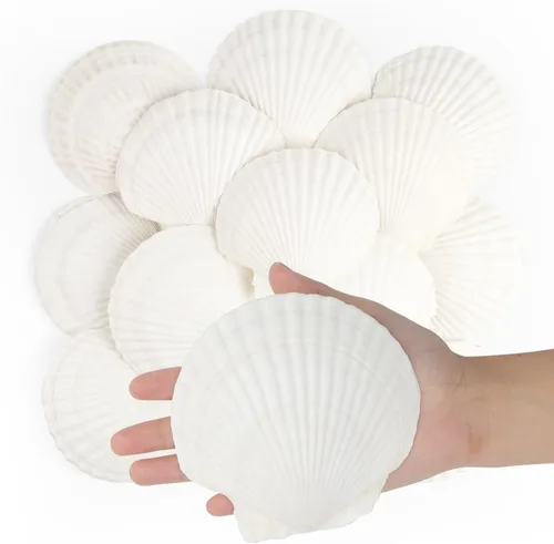 Jangostor 16 conchas de vieira natural, conchas de vieira blancas de 4 a 5 pulgadas, conchas marinas grandes para manualidades, decoración de boda,