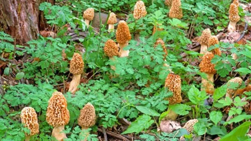 Miniatura 4 de Esporas de hongos Morel 1.41 oz en bolsa de aserrín - Morchella Esculenta, kit de cultivo de hongos True Morel, esporas de hongos morel frescos