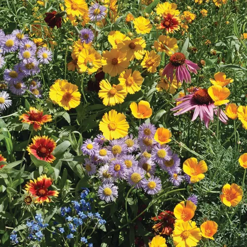 Miniatura 9 de Bentley Seed Flower Mix - Mezcla de semillas de polinizador con 5 paquetes de semillas de flores silvestres, semillas polinizadoras sin OMG