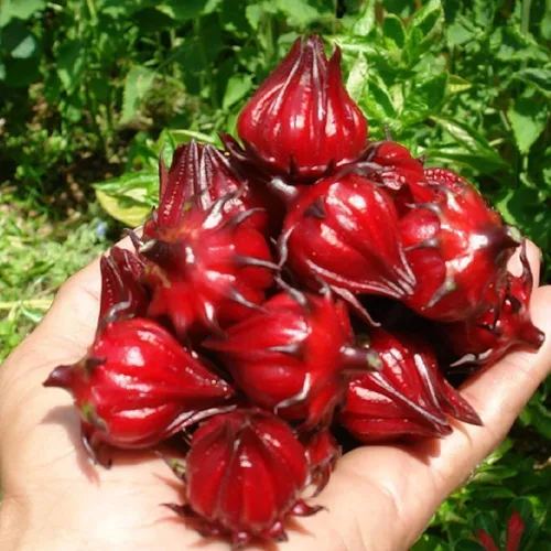 Miniatura 5 de Roselle Rojo (Hibiscus sabdariffa) - Paquete de 50 Semillas