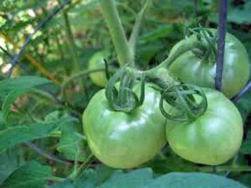 Miniatura 3 de Tomate, Rutgers, reliquia, 25 semillas, deliciosa fruta roja sabrosa