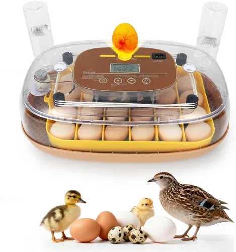 Incubadora de 24 huevos para eclosión con volteador automático, control inteligente de temperatura y humedad, visualización de 360°, ovoscopio,