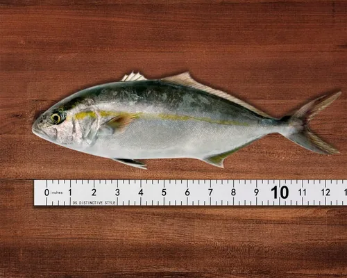 Miniatura 7 de DS. DISTINCTIVE STYLE Adhesivo de regla de pescado, 40 pulgadas, impermeable, cinta métrica de peces para kayak, barco y banco de trabajo