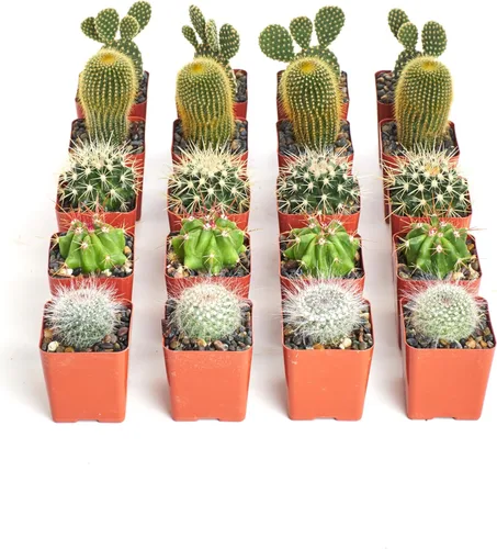 Miniatura 8 de Shop Succulents Can't Touch This Collection Surtido de plantas de cactus de interior vivas seleccionadas a mano, totalmente arraigadas, paquete