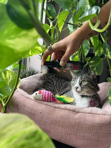 Miniatura 6 de Smokey's Stash Botella de hierba gatera de 2 onzas con juntas preenrolladas rellenas de nip para gatos, 5 juntas por paquete