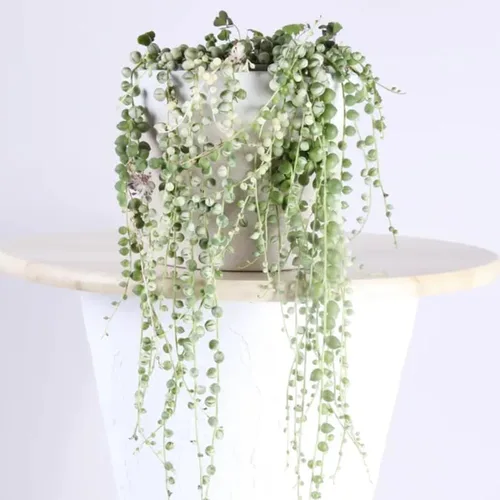 Miniatura 8 de Cadena de perlas abigarradas planta viva, enredadera suculenta arrastrada, planta de interior viva rara en maceta