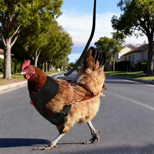 Miniatura 4 de Juego de arnés y correa para pollo, malla ajustable, transpirable, arnés de entrenamiento de pato, correas para mascotas, correas para ganso, Azul