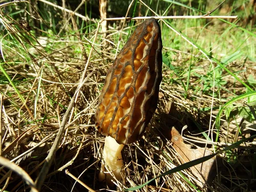 Miniatura 5 de Sporas Black Morel Setas Semillas Micelio Spawn Crecer Bonsái Secado No GMO