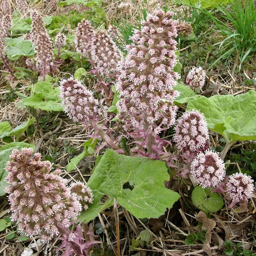 Butterbur (Petasites hybridus) - Paquete de 50 Semillas