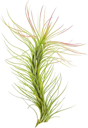 Miniatura 23 de ragnaroc Planta de Aire Viva – Tillandsia Capiput, Jumbo 6-9” - 2 unidades - Llegada Viva Garantizada - Plantas de Casa para Decoración del Hogar