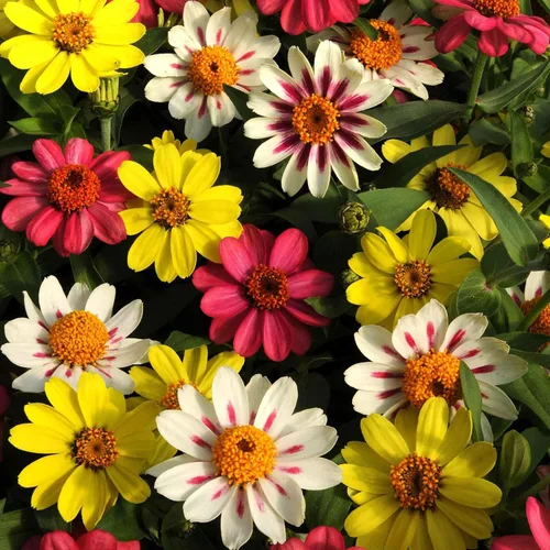 Miniatura 44 de Eden Brothers - Semillas de zinnia, cactus con flores, sin OMG, plantar en primavera, paquete, flores de bajo mantenimiento, zonas 3, 4, 5, 6, 7, 8