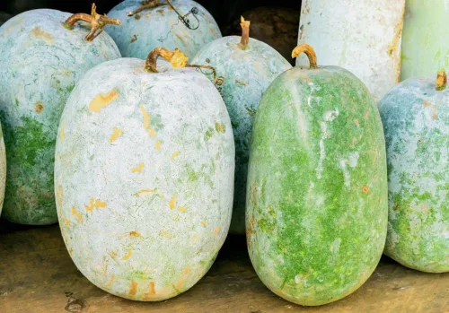 Miniatura 2 de Semillas de calabaza de cera redonda gigante, 25 piezas de semillas de jardín
