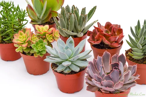 Miniatura 4 de Suculentas grandes y coloridas para exteriores, surtidas de 4 pulgadas, plantas suculentas vivas para exteriores, suculentas vivas grandes
