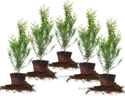 Miniatura 8 de Perfect Plants Thuja Verde Gigante de 1 Galón Árbol de Privacidad Siempreverde Arborvitae Follaje Verde Abundante Adaptable