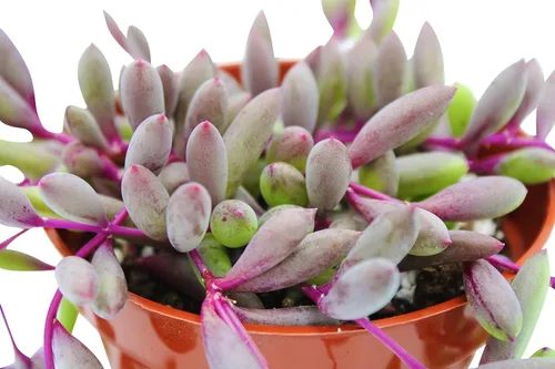 Miniatura 8 de Suculenta Viva Othonna Capensis Collar de Rubí de 4 pulgadas, Plantas Suculentas Vivas, Plantas Suculentas Totalmente Enraizadas, Planta