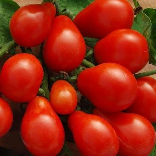 Tomate Higo Rojo - Paquete de 10 Semillas