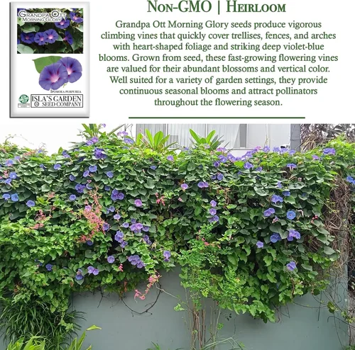 Miniatura 3 de Grandpa OTT Morning Glory Seed, 50 semillas de flores por paquete, (semillas de jardín de Isla), semillas sin OMG y reliquia, nombre botánico
