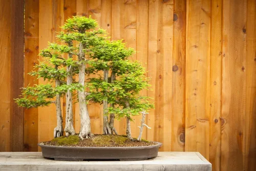 Bonsai Tree Semillas de ciprés calvo para plantar | 10 semillas | Semillas exóticas de árboles de hoja perenne para cultivar - Semillas de árbol