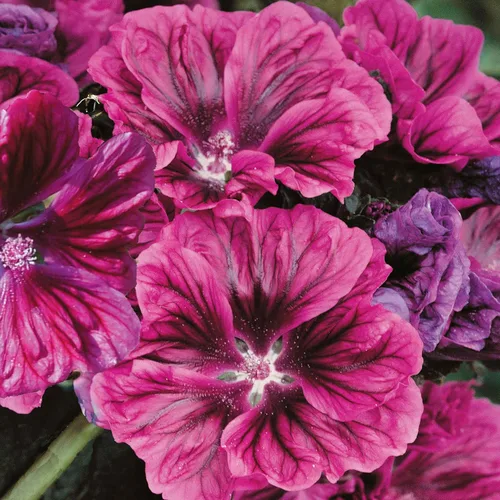Miniatura 7 de Outsidepride Bibor Felho - Semillas de Hollyhock francés – 50 piezas de semillas perennes de color morado veteado y magenta, semillas de flores