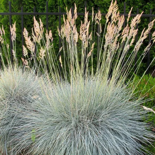 Clovers Garden Festuca azul (Festuca Elijah Blue) - Dos (2) plantas vivas - Sin OMG - Sin semillas - Cada una de 4 a 8 pulgadas de alto - en macetas