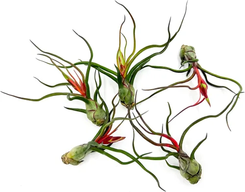 ragnaroc Plantas de Aire - Tillandsia Bulbosa Guatemala en Floración, Grande 3-5" - 5ct - Llegada Viva Garantizada - Plantas de Interior para