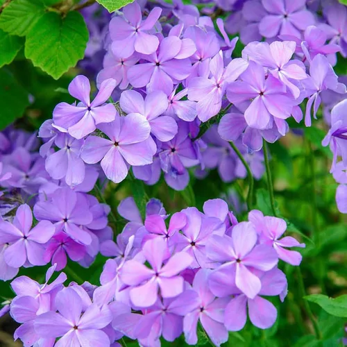 50 Blue Moon Phlox Semillas Flor Semillas Perennes Flores Mariposa Perenne Flor Jardín Semillas Flores Semillas Flor