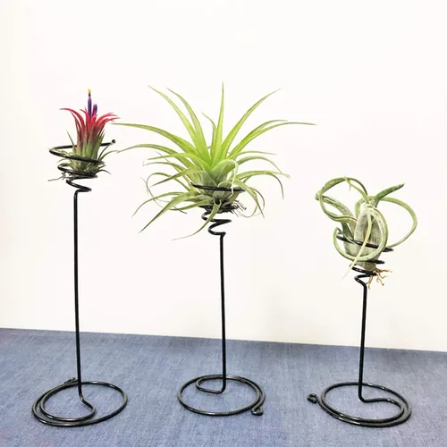 Miniatura 7 de AHANDMAKER Paquete de 6 soportes para plantas de aire, 3 tamaños, contenedor de plantas de aire, soporte Tillandsia para exhibir plantas de aire