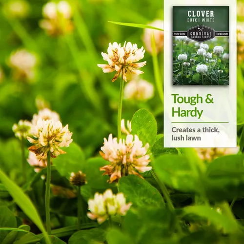 Miniatura 4 de Semillas de trébol blanco holandés para plantar, cubierta de suelo floreciente para céspedes polinizadores, control de erosión y suelo fijador